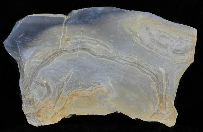Devonian Stromatolite Slice - Orkney, Scotland #61078
